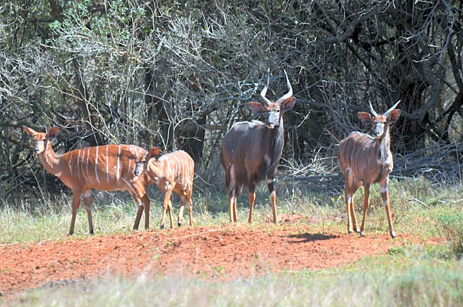 Bushbaby Lodge & Camping