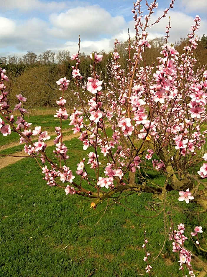Bengel's Hotel zur Krone