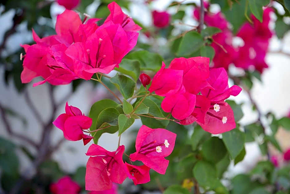 Casa Mimi B&B Adults Only