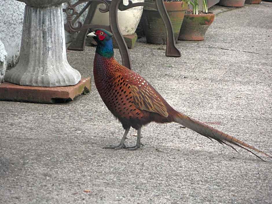 Midtown Farm Bed & Breakfast