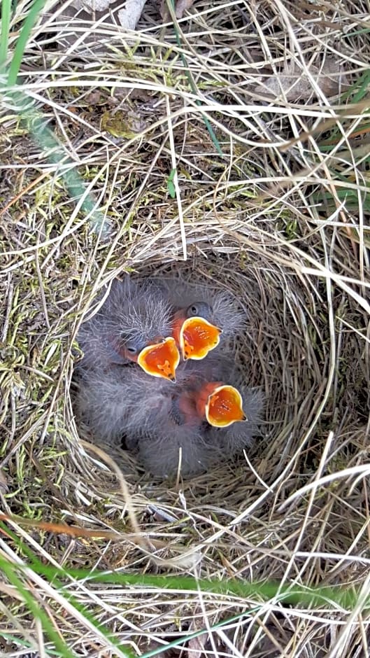 Samodzielny Dom Przy Lesie