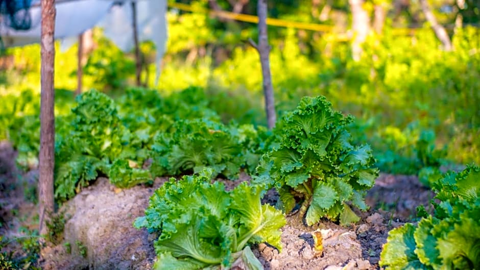 Balili Farm At Nacpan