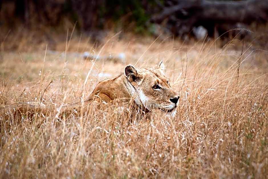 Tshukudu Game Lodge