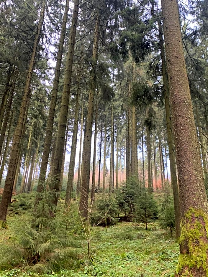 Wellness am Wald Wellness Behandlungen & Frühstück Auszeit im Odenwald