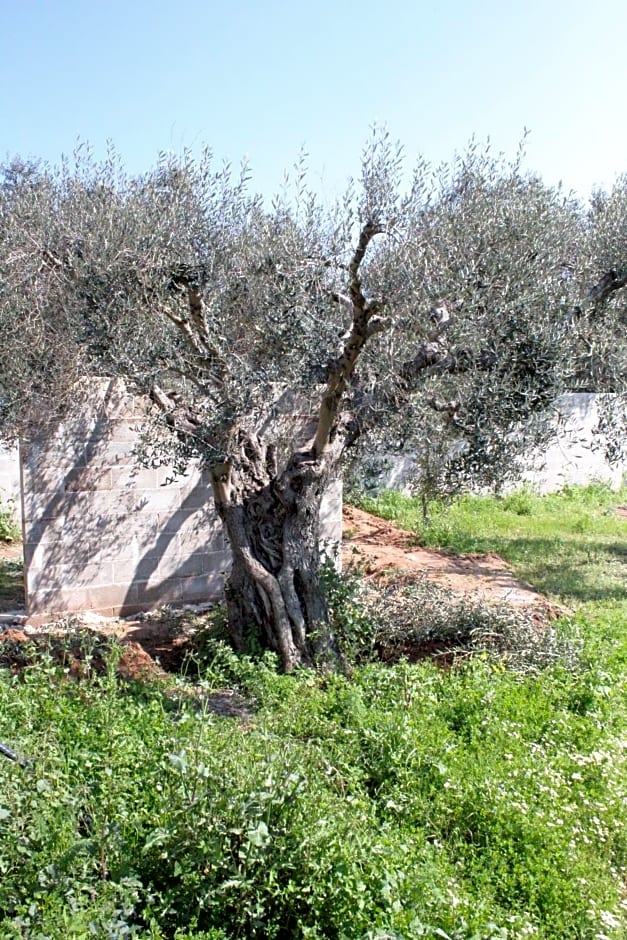 Piccolo Ulivo B&B Salento