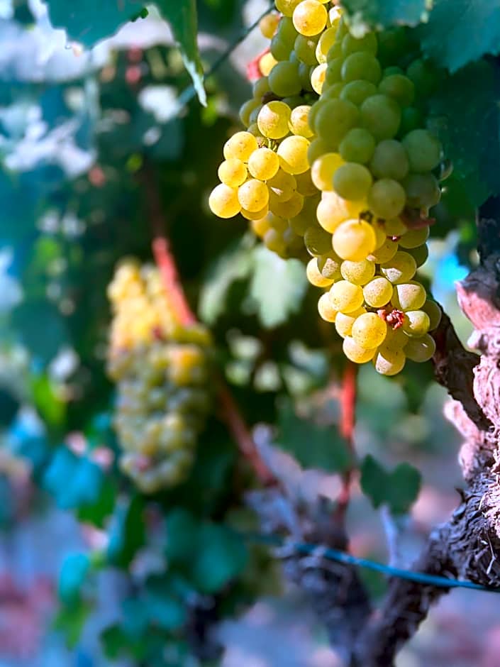 Datça Vineyard Guesthouse - Over 14 years old only