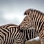 Hlosi Game Lodge - Amakhala Game Reserve