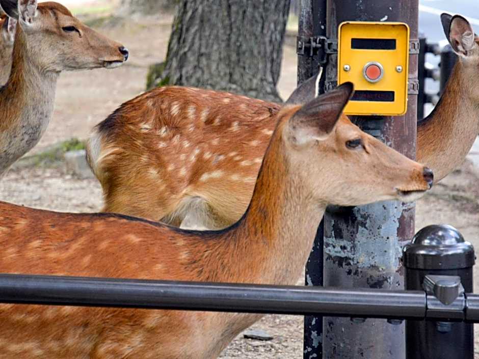 Nara - Hotel / Vacation STAY 47950