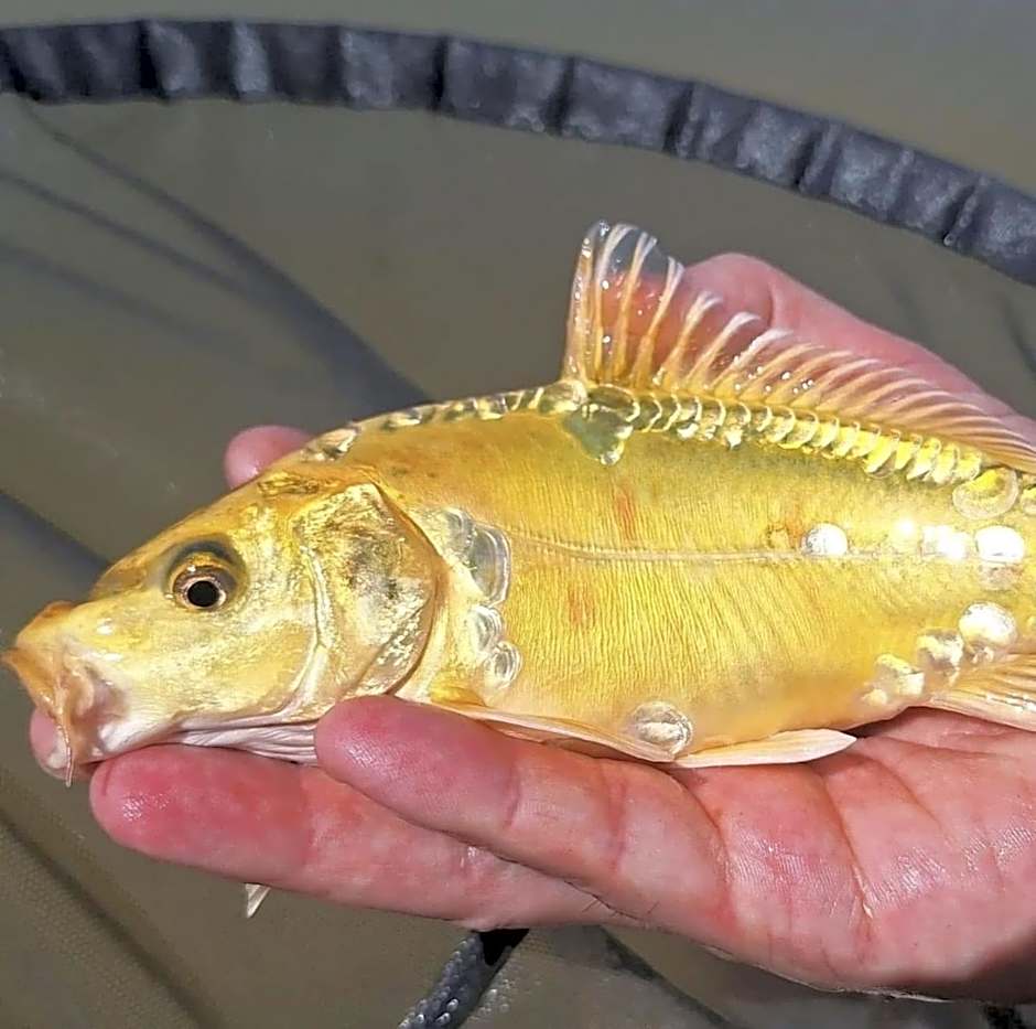 Lakeside Fishing Retreats