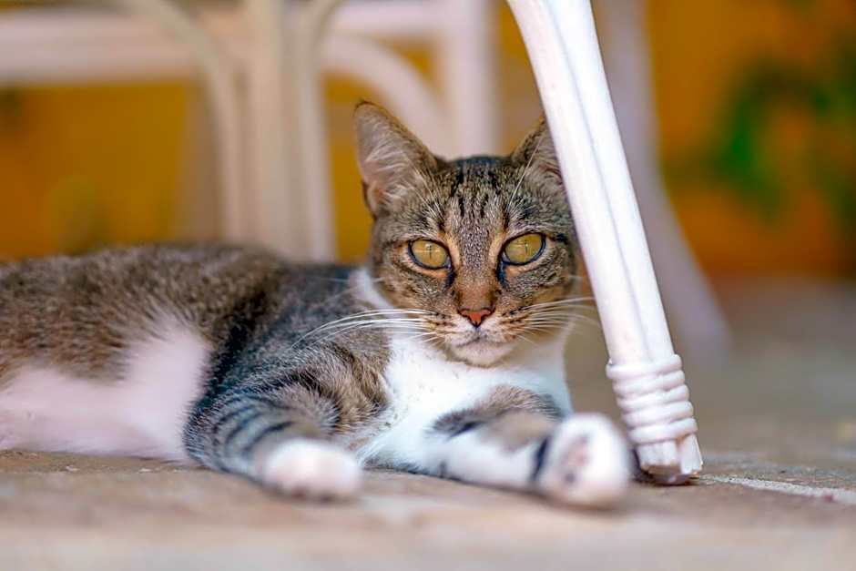 Il Piccolo Giardino rooms & breakfast