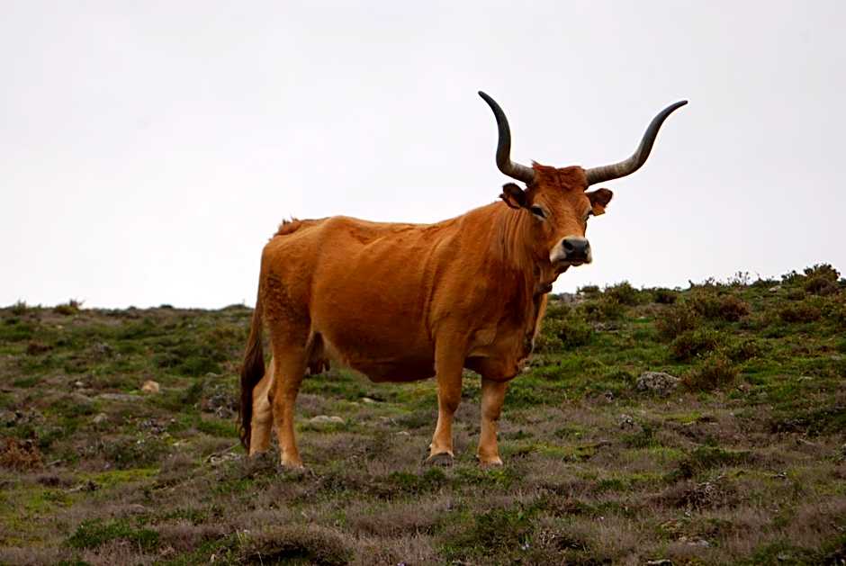 Hotel Carvalho Araujo