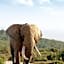 Addo Wildlife