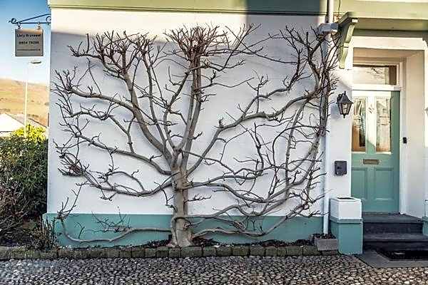 Llety Brynawel Guest House