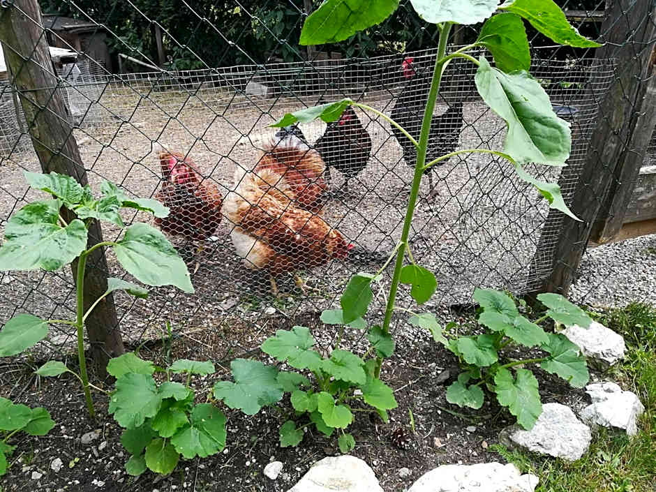 Mühlnerhof Familie Gruber