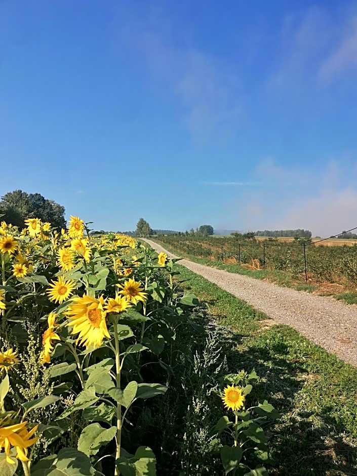 Gospodarstwo Agroturystyczne Borówkowy Bukiet Smaków