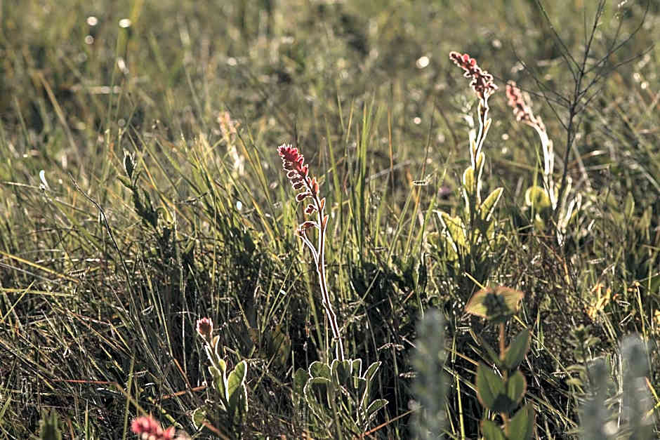 Raizando Ecologia Humana
