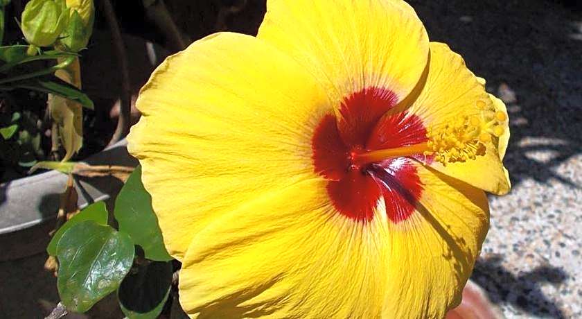 Camiguin Island Golden Sunset Beach Club