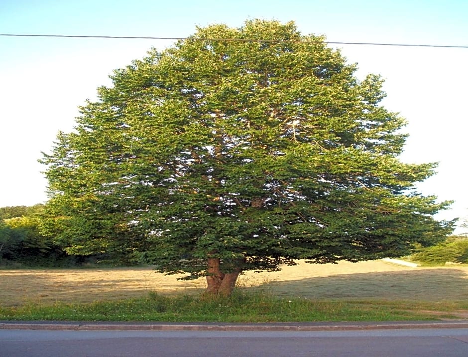 Le Domaine des Tuillieres