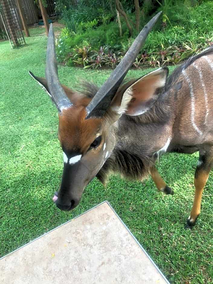 Jock of the Bushveld