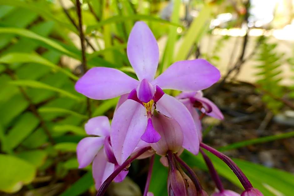 Silkari Reflections of Port Douglas