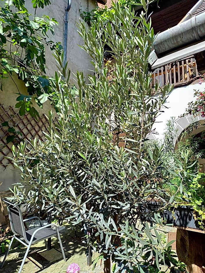 Gästehaus auf der Kunstmeile