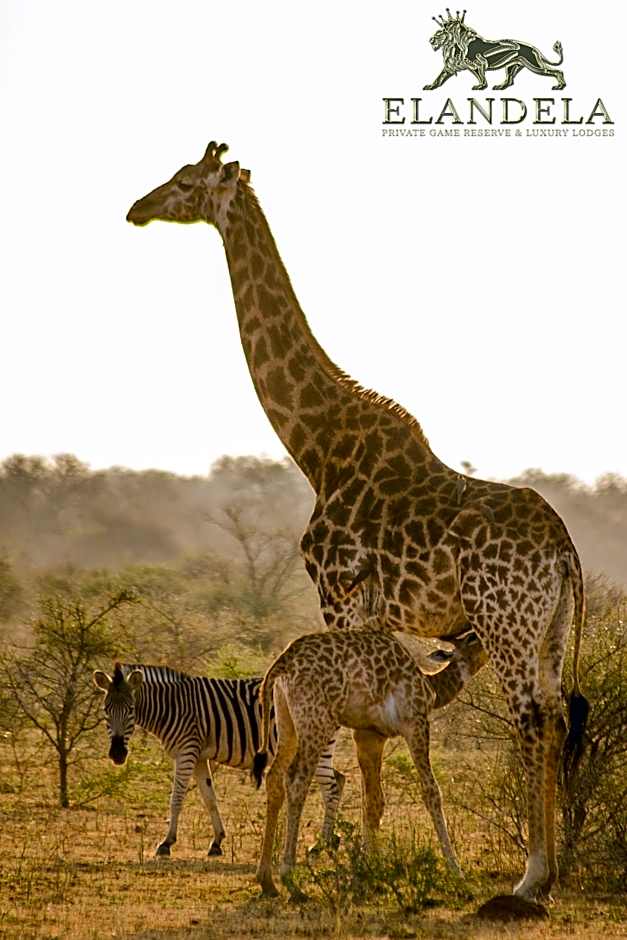 Elandela Private Game Reserve and Luxury Lodges Pty Ltd