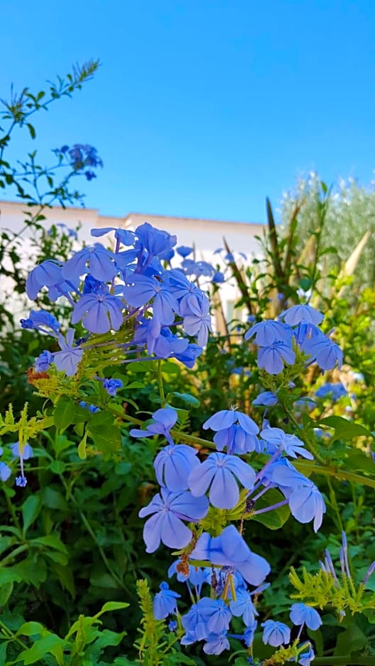 The Proud Garden