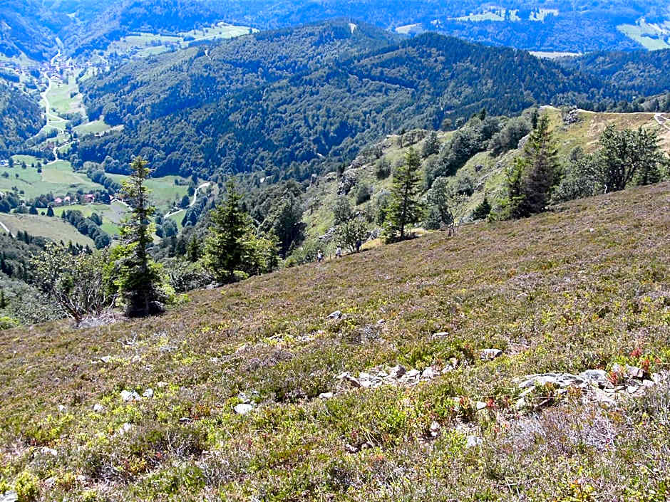 ZUR TRAUBE Schwarzwaldhotel & Restaurant am Titisee