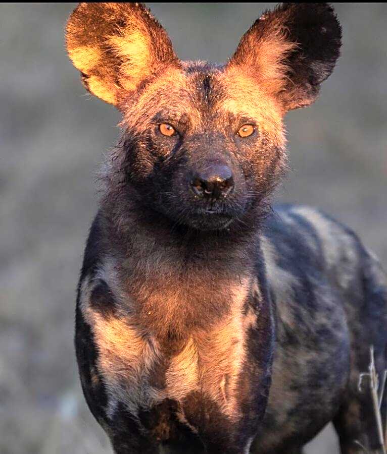 Leopard Hills Private Game Reserve