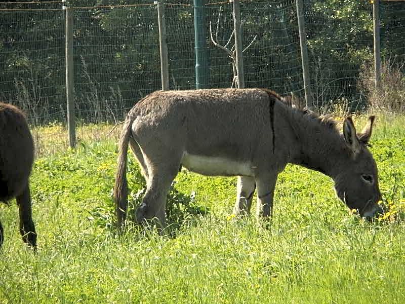 Agriturismo La Fontana Dei Desideri