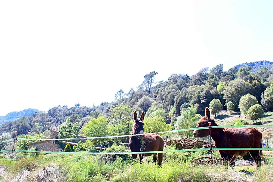 Bed and Breakfast Casanova de Sant Miquel