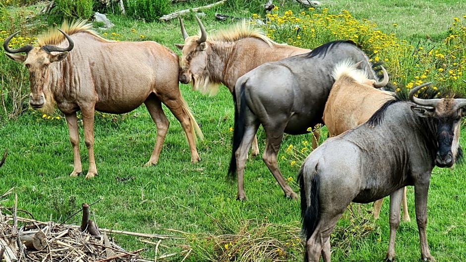 Botlierskop Private Game Reserve