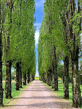 L’allée des peupliers