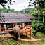 Chiang Mai Elephant Friends