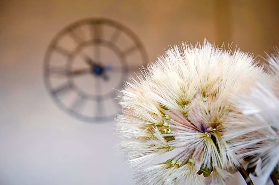 Springfield guest house