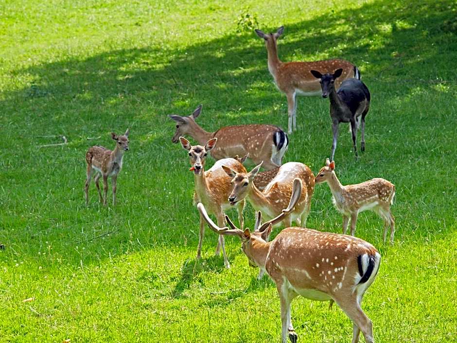 Waldhotel Felsenkeller