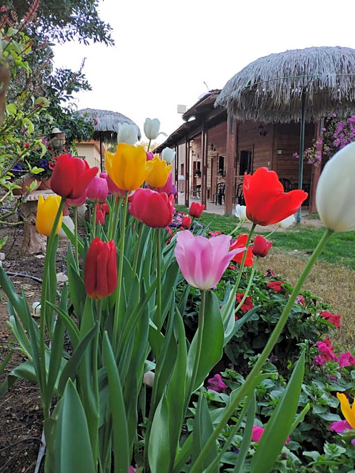 Idan Lodge in the Arava