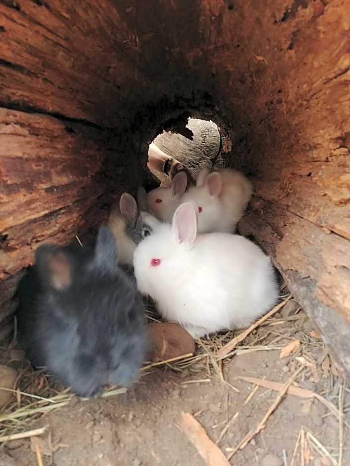 Wolfwood Guest Ranch