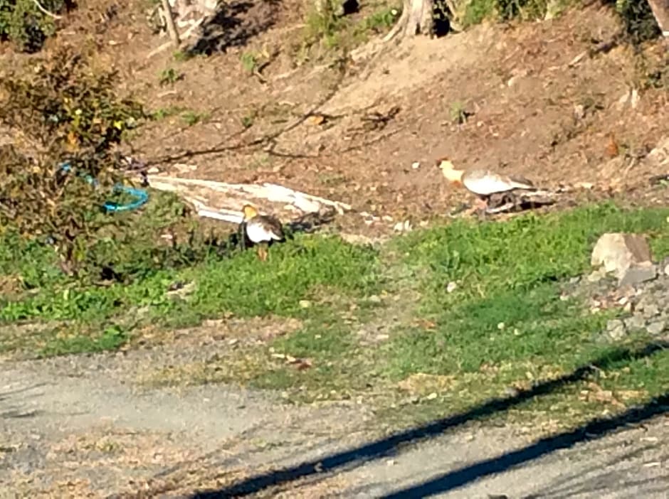 Pousada Mato Verde - Urubici - SC