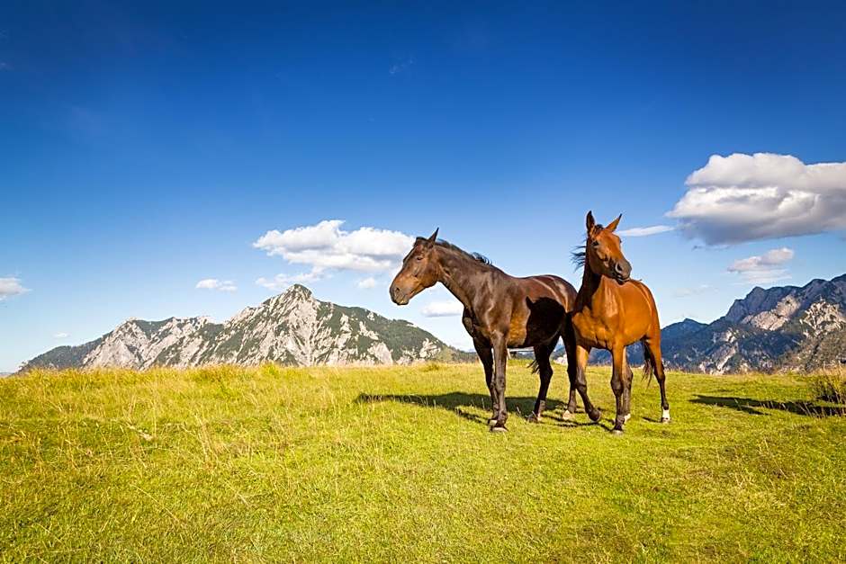 Almhaus Alpenrose Postalm