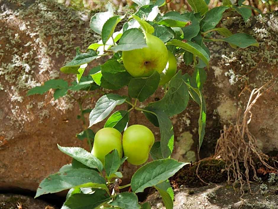 Casinhas da Laurissilva