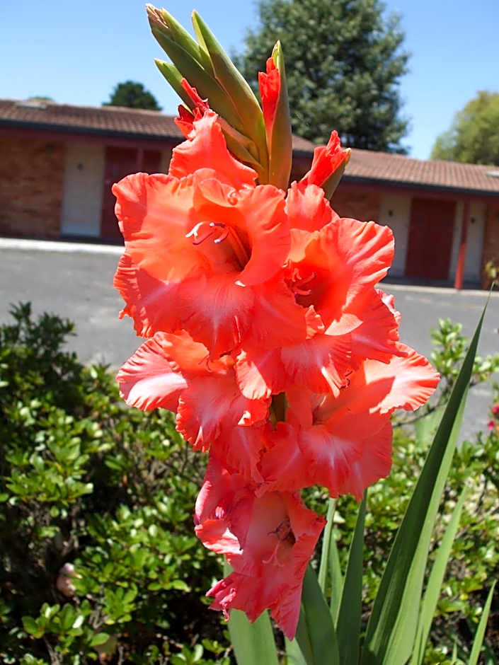 Anna Bella Motel Glen Innes