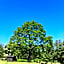 Brogård
