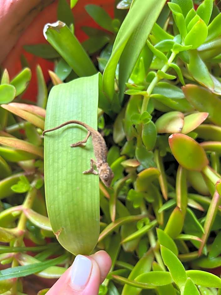 Whalesong Guest House