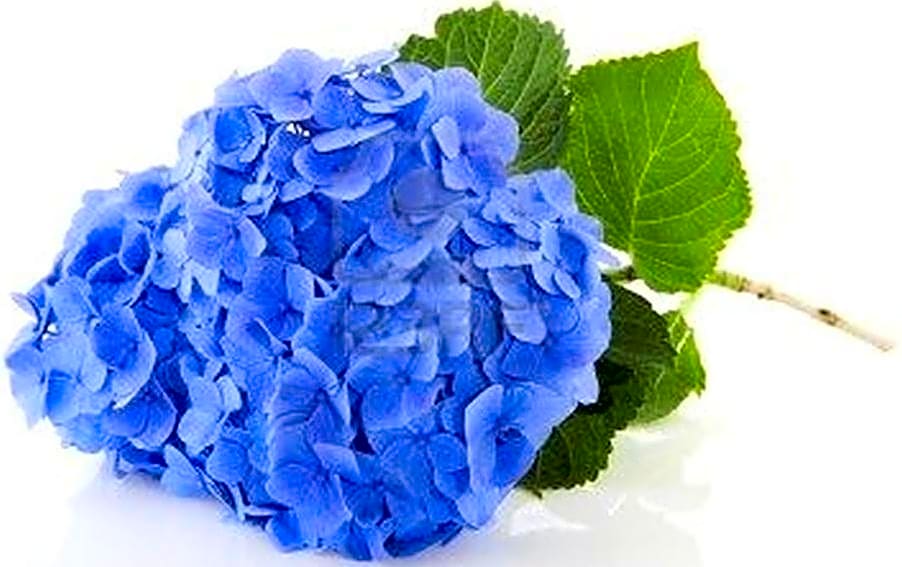 Villa Les Hortensias B&B