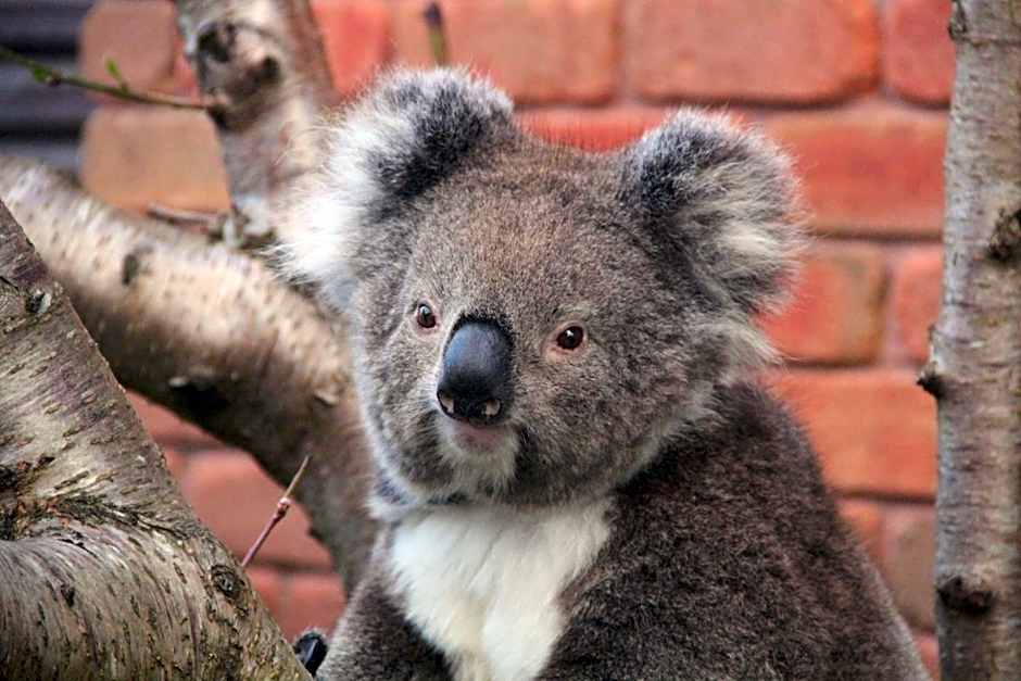 Angela's Beach Stays