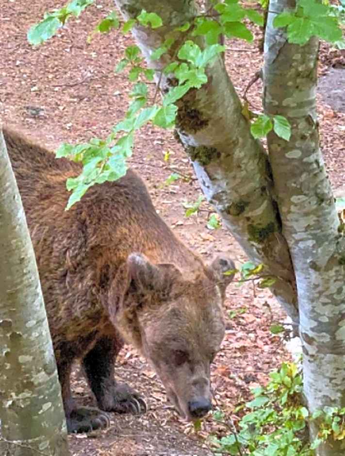 Luxory aparthotel in 4 star SPA hotel st Ivan Rilski, Bansko