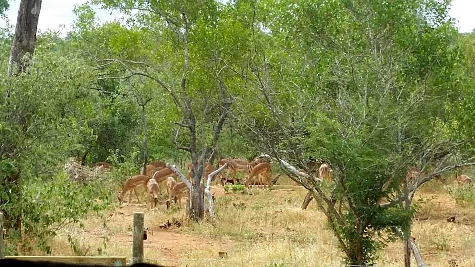 Call of the Wild Lodge