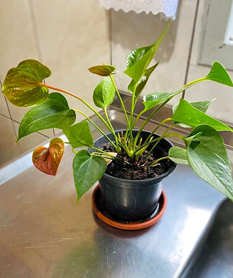 Ambiente ideal para famílias, casa conjulgada com Wi-Fi rápido, cozinha exclusiva e equipada, varanda com churrasqueira - A apenas 1 km da praia e 5 km da charmosa Praia da Vila