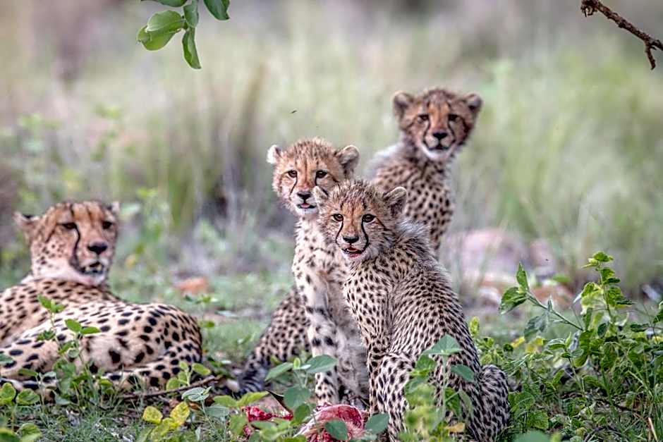 Laluka Safari Lodge - Welgevonden Game Reserve